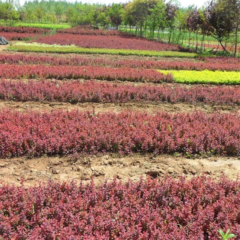 红叶小檗苗彩色绿篱色块紫叶庭院别墅行道园林工程绿化苗木