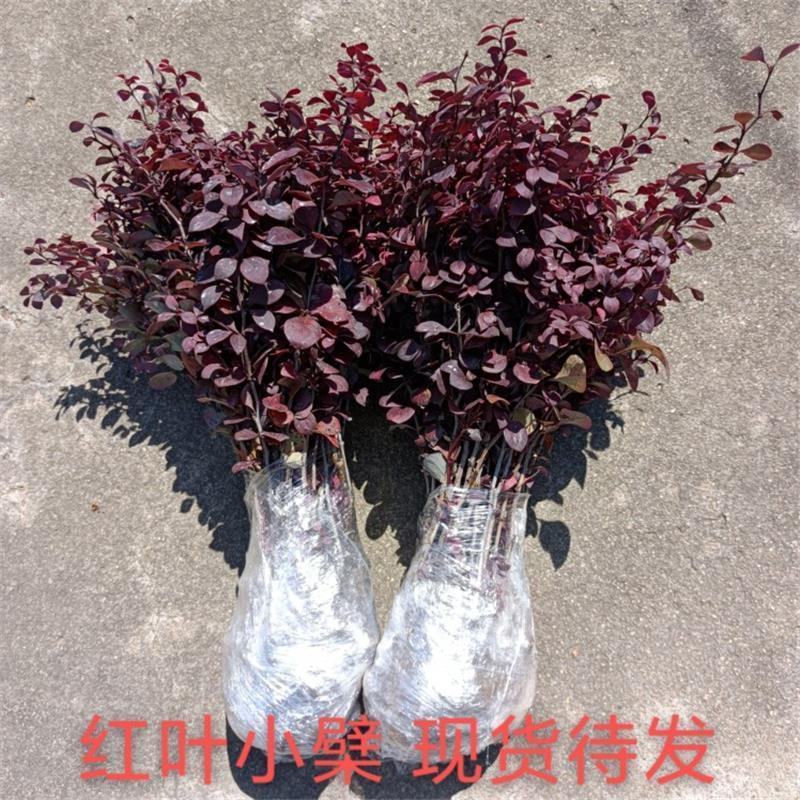 红叶小檗苗彩色绿篱色块紫叶庭院别墅行道园林工程绿化苗木