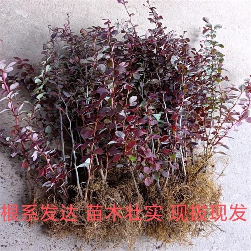 红叶小檗苗彩色绿篱色块紫叶庭院别墅行道园林工程绿化苗木