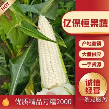 【玉米】湖南万糯2000玉米大量上市供应全国市场电商