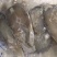 冰鲜一夜埕马友片