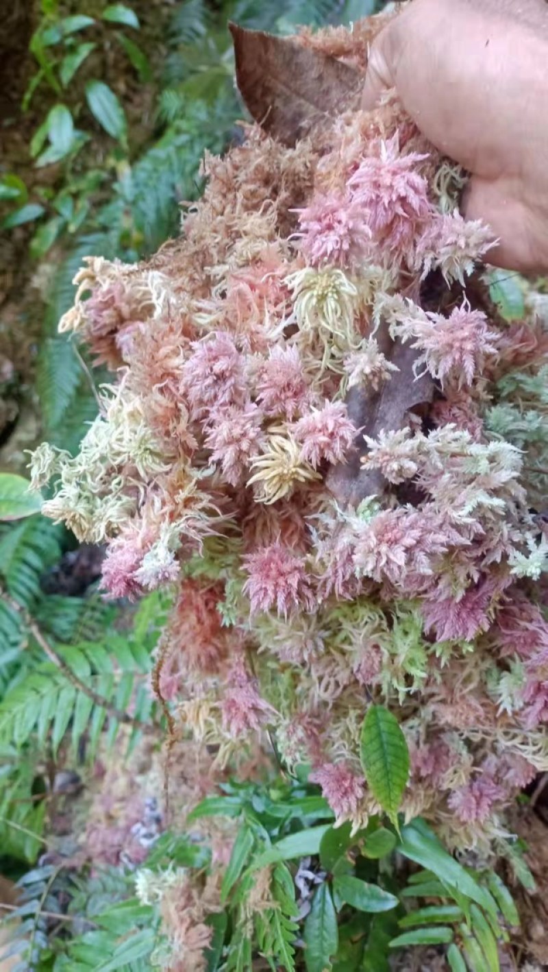 水苔苔藓，干度80以上现货10吨左右，需要的老板来聊