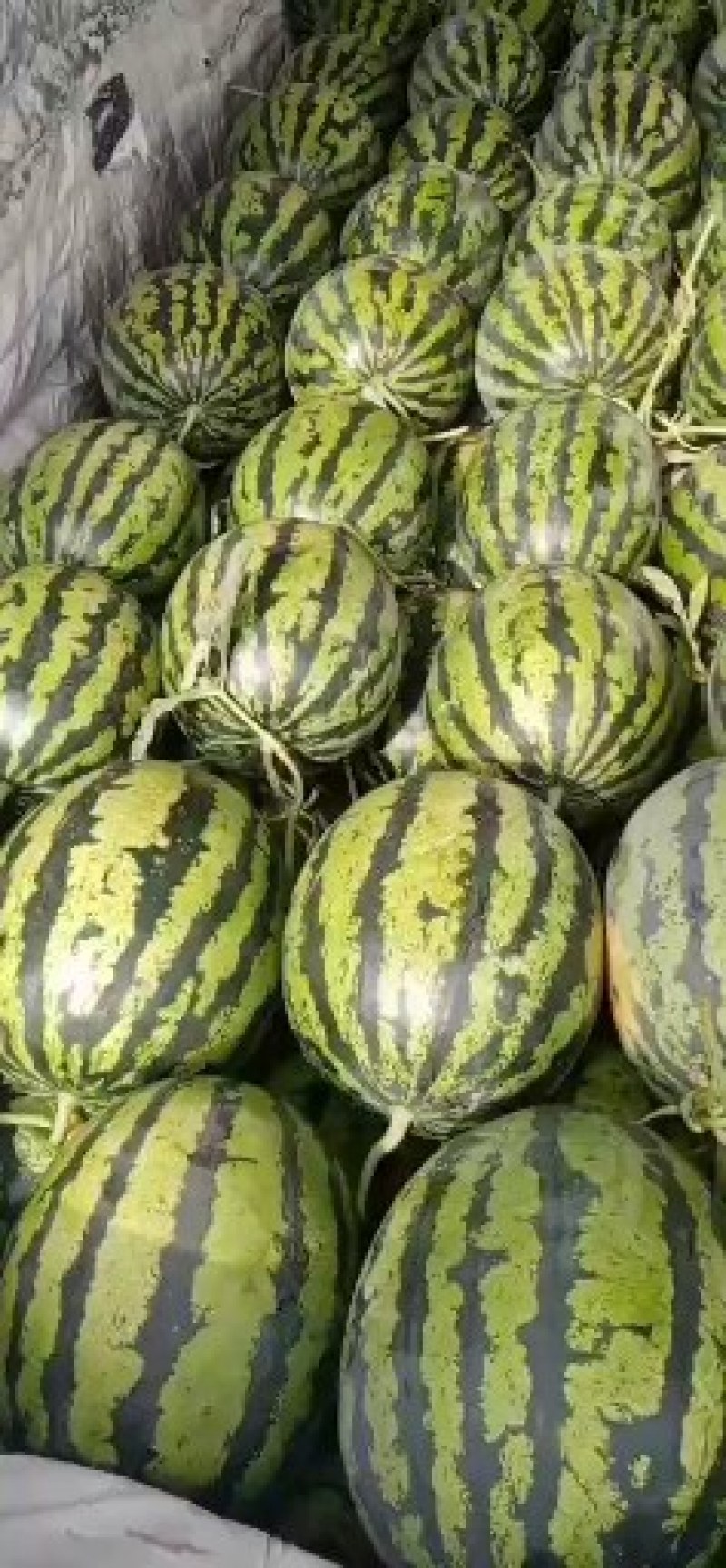 陕西精品甜王西瓜基地直发供货量大全国发货皮薄瓜甜