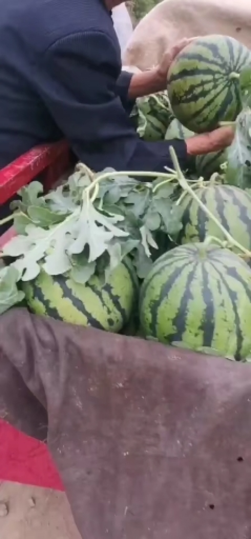 陕西精品甜王西瓜基地直发供货量大全国发货皮薄瓜甜