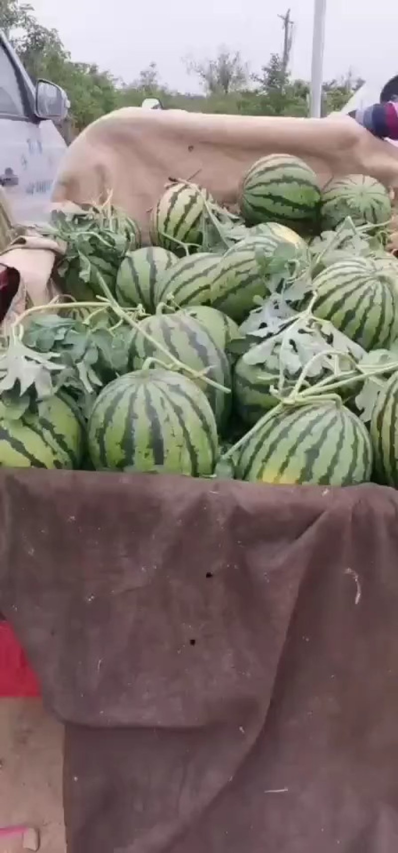 陕西精品甜王西瓜基地直发供货量大全国发货皮薄瓜甜