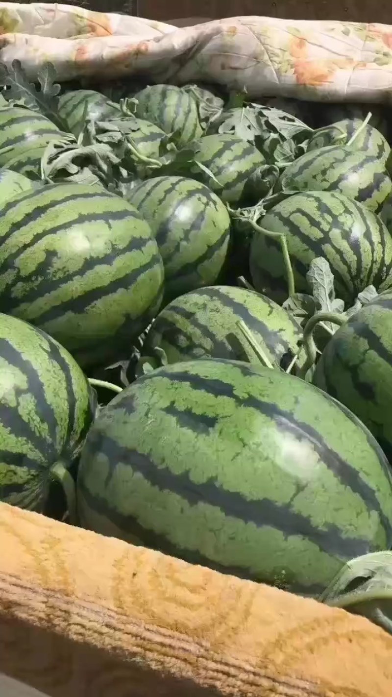 陕西精品甜王西瓜基地直发供货量大全国发货皮薄瓜甜