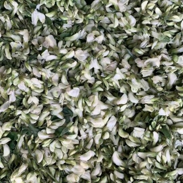 新鲜冻槐花洋槐花杨花骨朵速冻槐花长期合作
