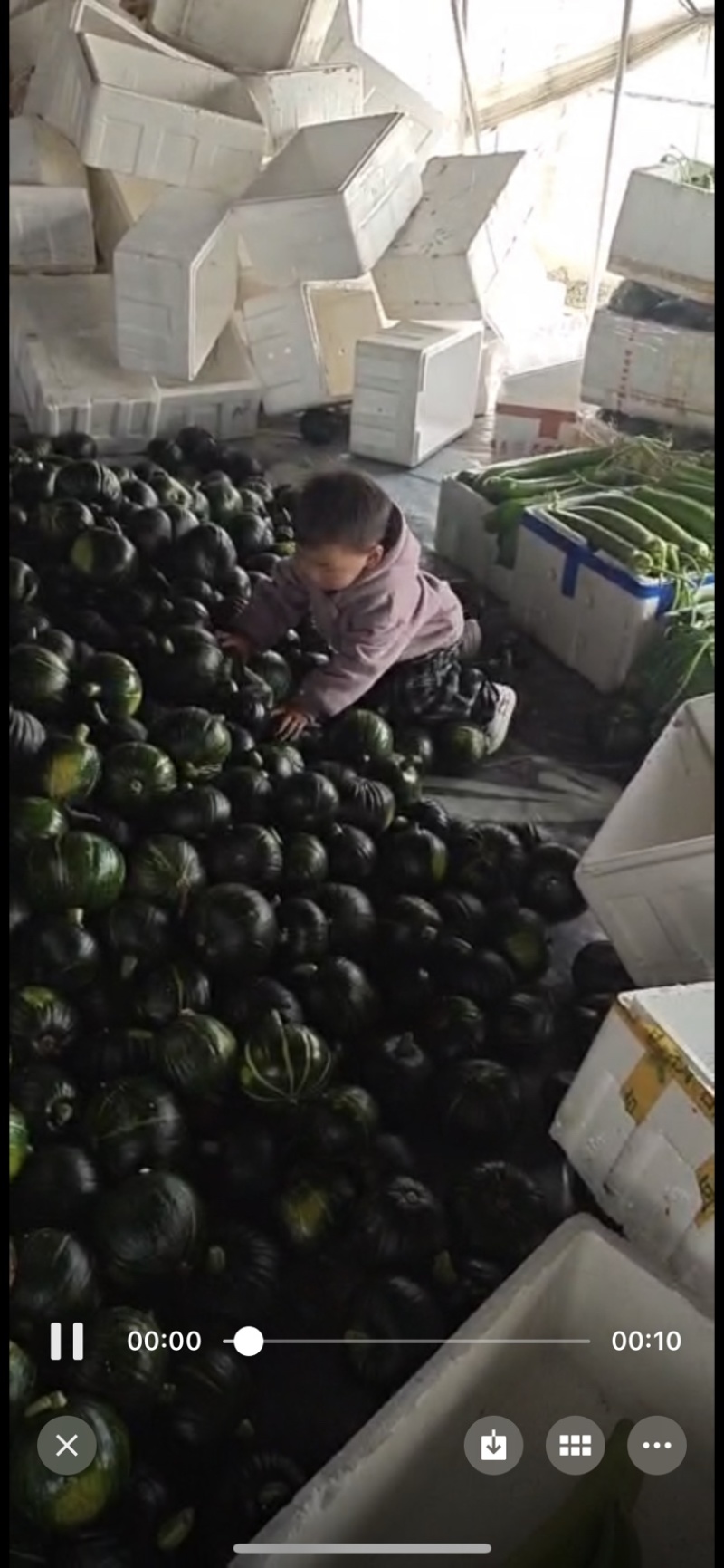 本地南瓜