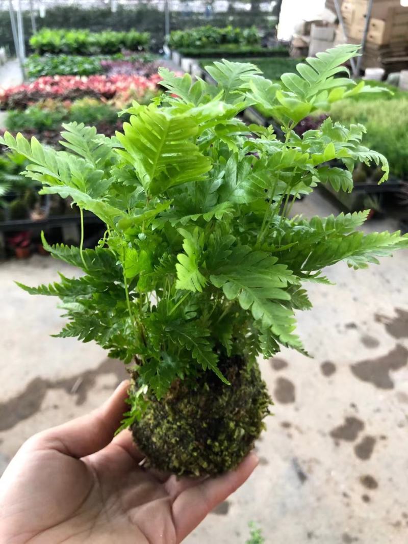 菖蒲，黄金肌，青苔