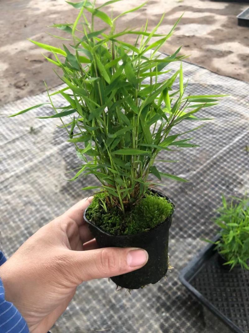 菖蒲，黄金肌，青苔