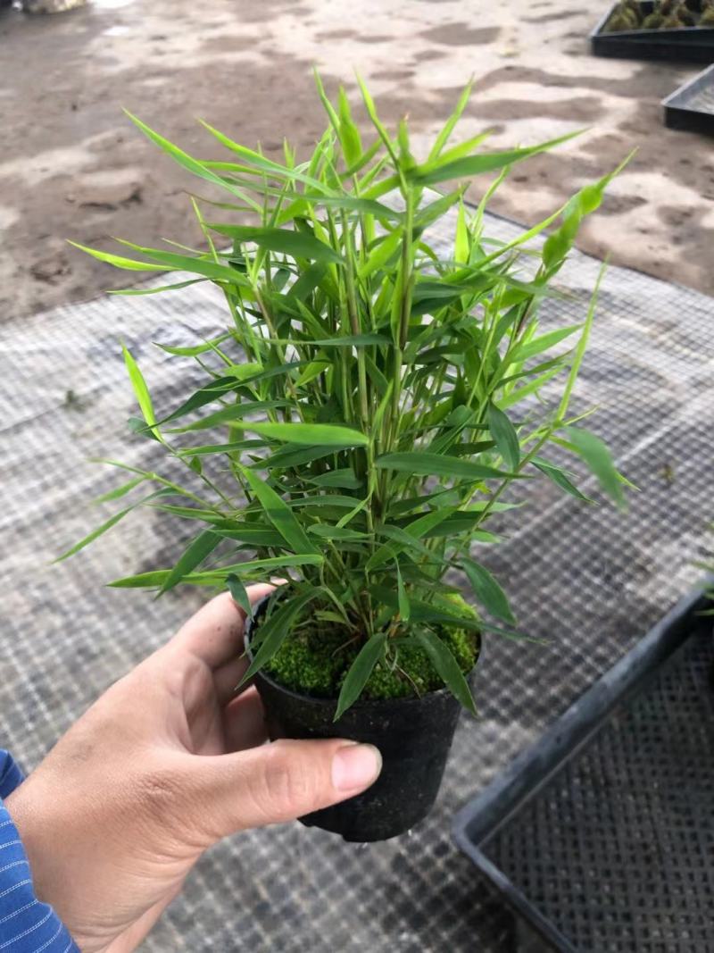 菖蒲，黄金肌，青苔