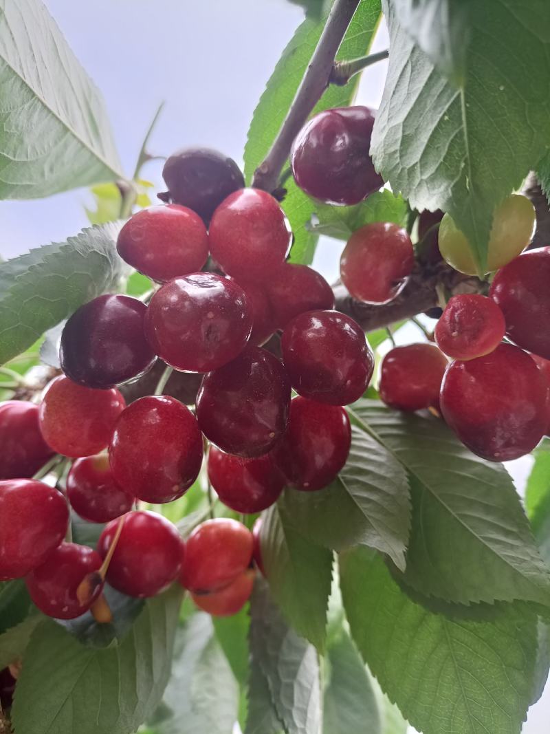 露天防雨棚樱桃齐早早大果美早俄八沙王布鲁克
