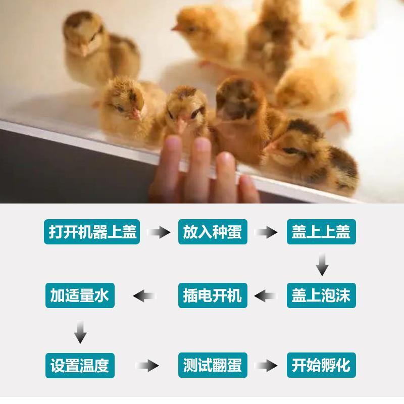 全自动孵化机自动加水孵蛋器6枚装鸡鸭鹅暖蛋器鸟鸽子鹌鹑孵