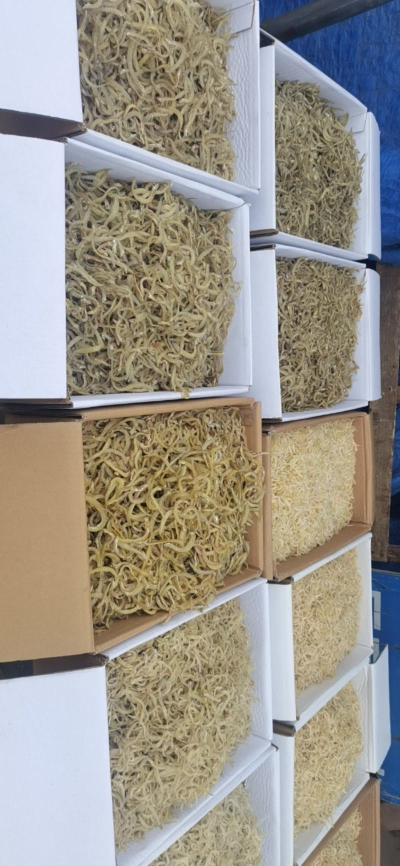 自晒凤尾鱼，面条鱼，大量批发！价格实惠！