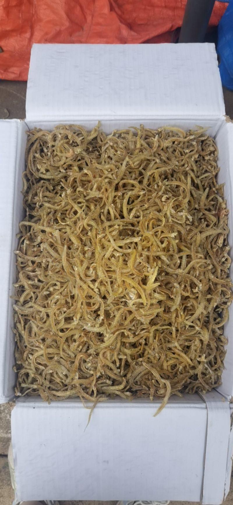 自晒凤尾鱼，面条鱼，大量批发！价格实惠！