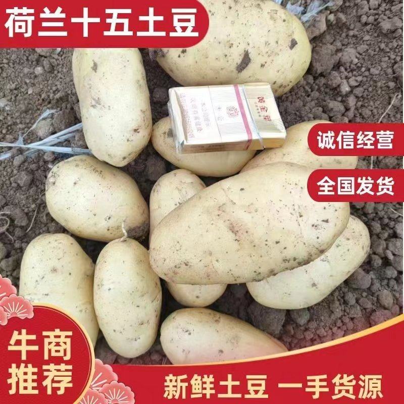 黄心黄皮土豆沃土土豆无青头，无虫眼，一手货源。