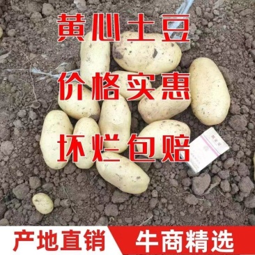 驻马店土豆，有荷806土豆，皮黄，肉黄，一手货源