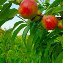 现摘现发新鲜毛油桃应季大桃子新鲜水果当季水蜜桃欢迎来电