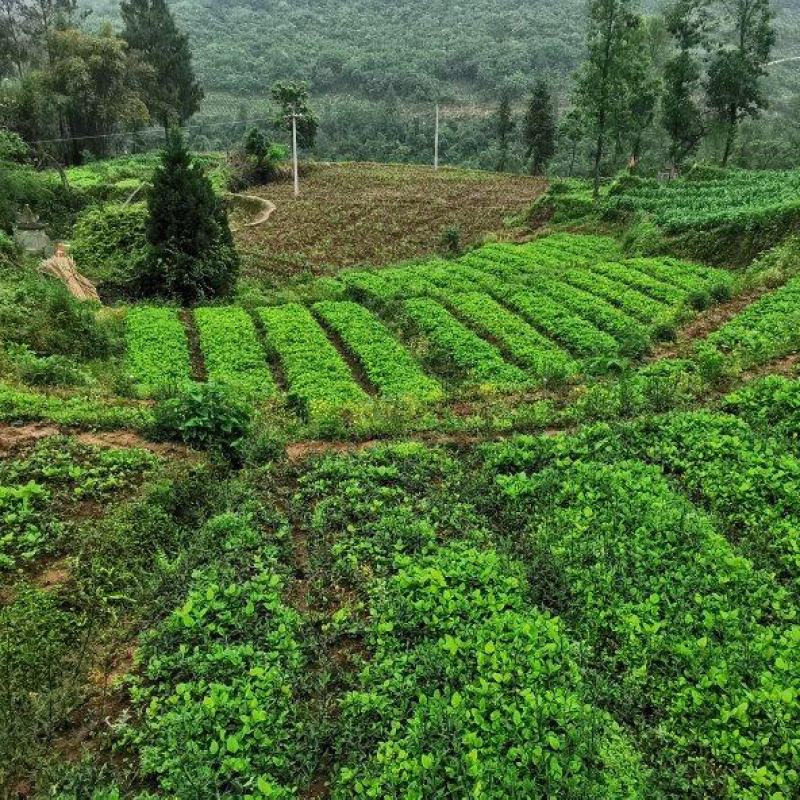 千亩种植园虎杖苗，质量保证，全程技术指导，我方原因可补苗
