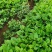 千亩种植园虎杖苗，质量保证，全程技术指导，我方原因可补苗