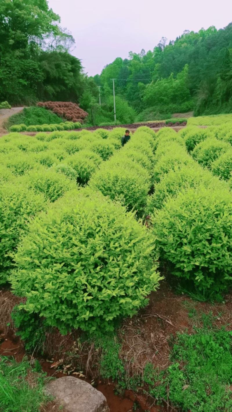 重庆巴南金冠女贞球1米2袋苗大量批发价格美丽