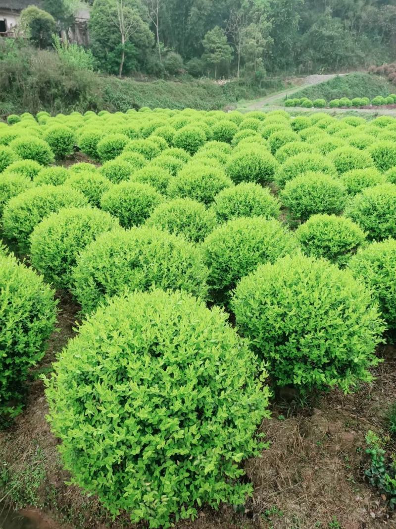 重庆巴南金冠女贞球1米2袋苗大量批发价格美丽