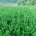 重庆巴南大叶黄杨窝子大量批发价格美丽