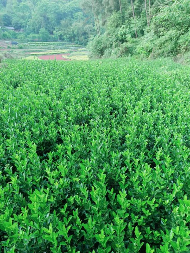 重庆巴南大叶黄杨窝子大量批发价格美丽