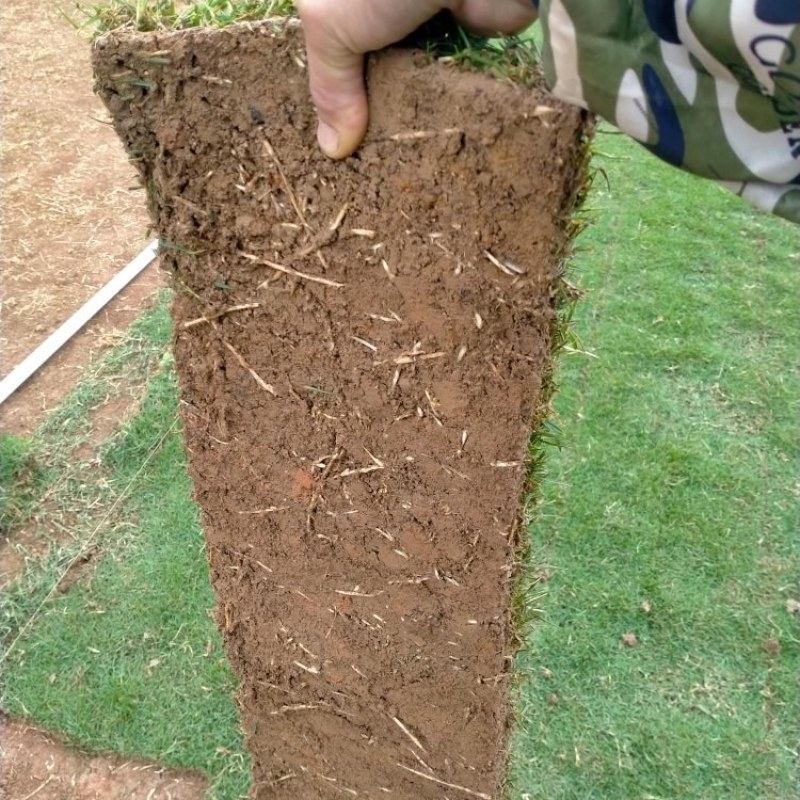 马尼拉草坪