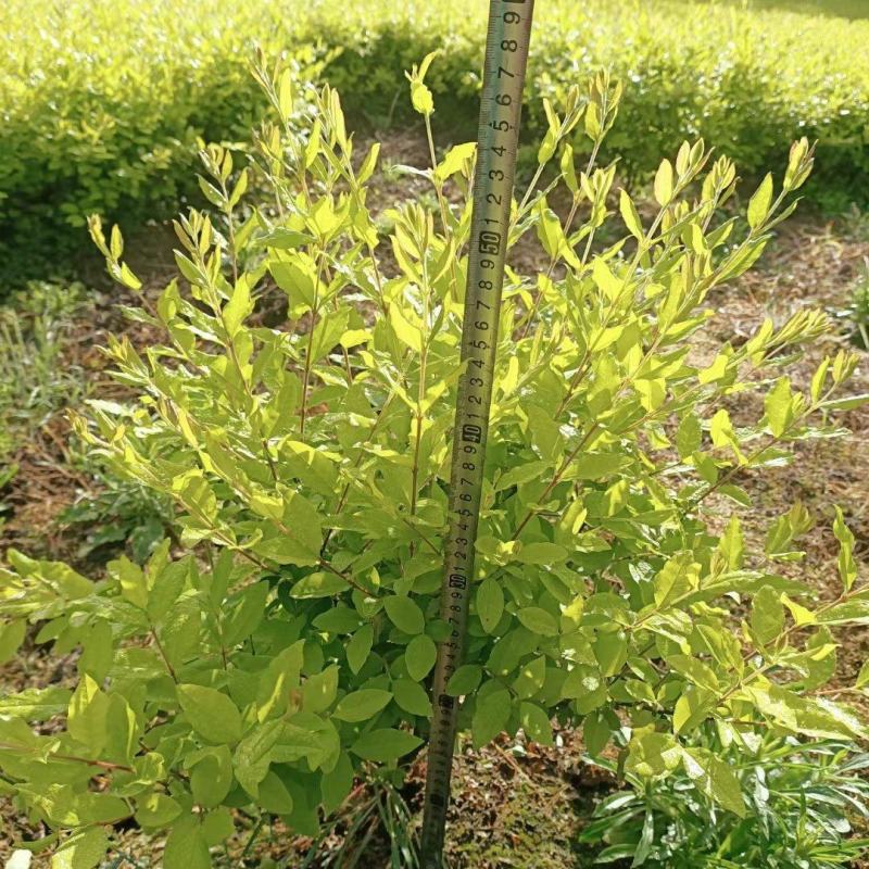 重庆巴南区金冠女贞毛窝子大量现货批发价格美丽