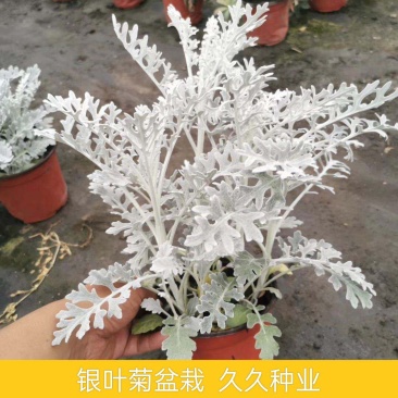 银叶菊盆栽雪叶苗银色植物室外阳台庭院耐寒地栽坛美化多年生