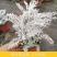 银叶菊盆栽雪叶苗银色植物室外阳台庭院耐寒地栽坛美化多年生