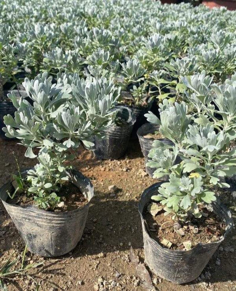 银叶菊盆栽雪叶苗银色植物室外阳台庭院耐寒地栽坛美化多年生
