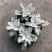 银叶菊盆栽雪叶苗银色植物室外阳台庭院耐寒地栽坛美化多年生