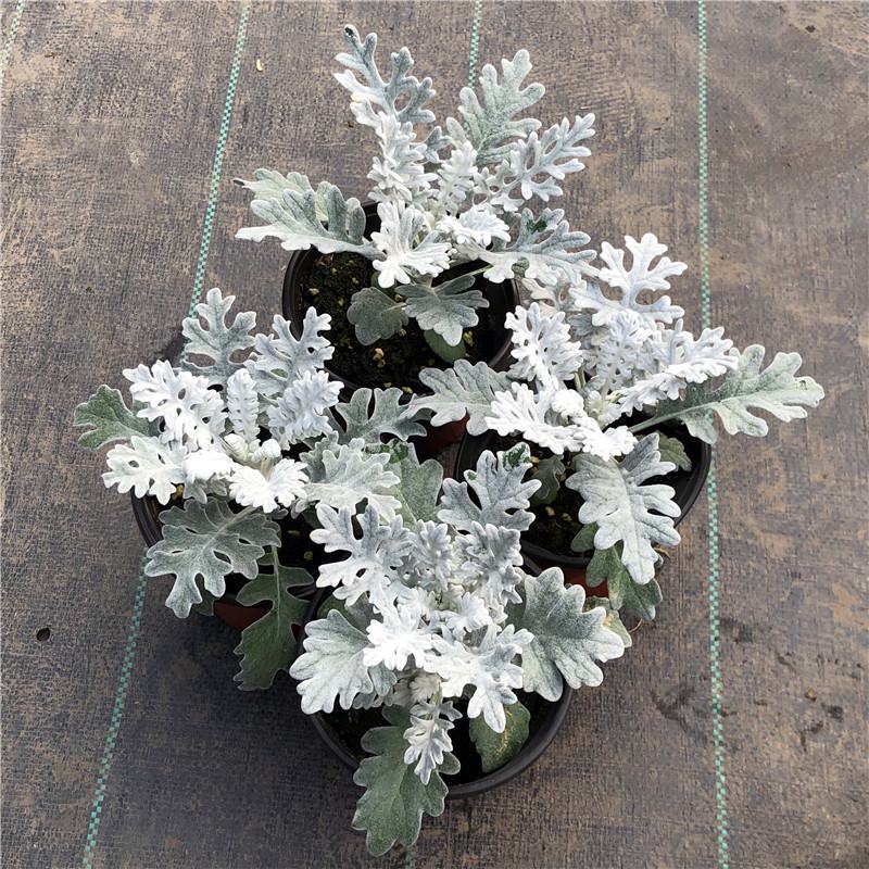 银叶菊盆栽雪叶苗银色植物室外阳台庭院耐寒地栽坛美化多年生