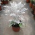 银叶菊盆栽雪叶苗银色植物室外阳台庭院耐寒地栽坛美化多年生