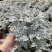 银叶菊盆栽雪叶苗银色植物室外阳台庭院耐寒地栽坛美化多年生