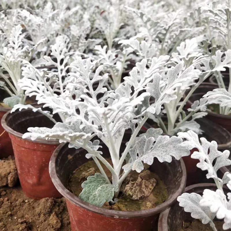 银叶菊盆栽雪叶苗银色植物室外阳台庭院耐寒地栽坛美化多年生