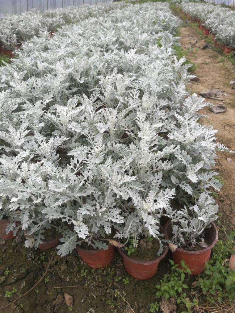银叶菊盆栽雪叶苗银色植物室外阳台庭院耐寒地栽坛美化多年生