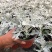 银叶菊盆栽雪叶苗银色植物室外阳台庭院耐寒地栽坛美化多年生