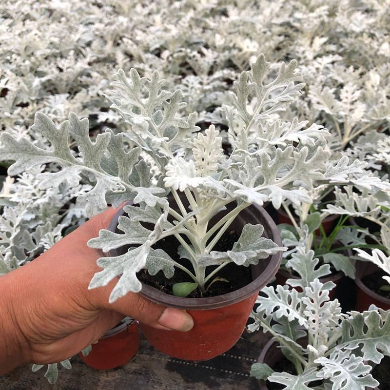 银叶菊盆栽雪叶苗银色植物室外阳台庭院耐寒地栽坛美化多年生