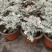 银叶菊盆栽雪叶苗银色植物室外阳台庭院耐寒地栽坛美化多年生