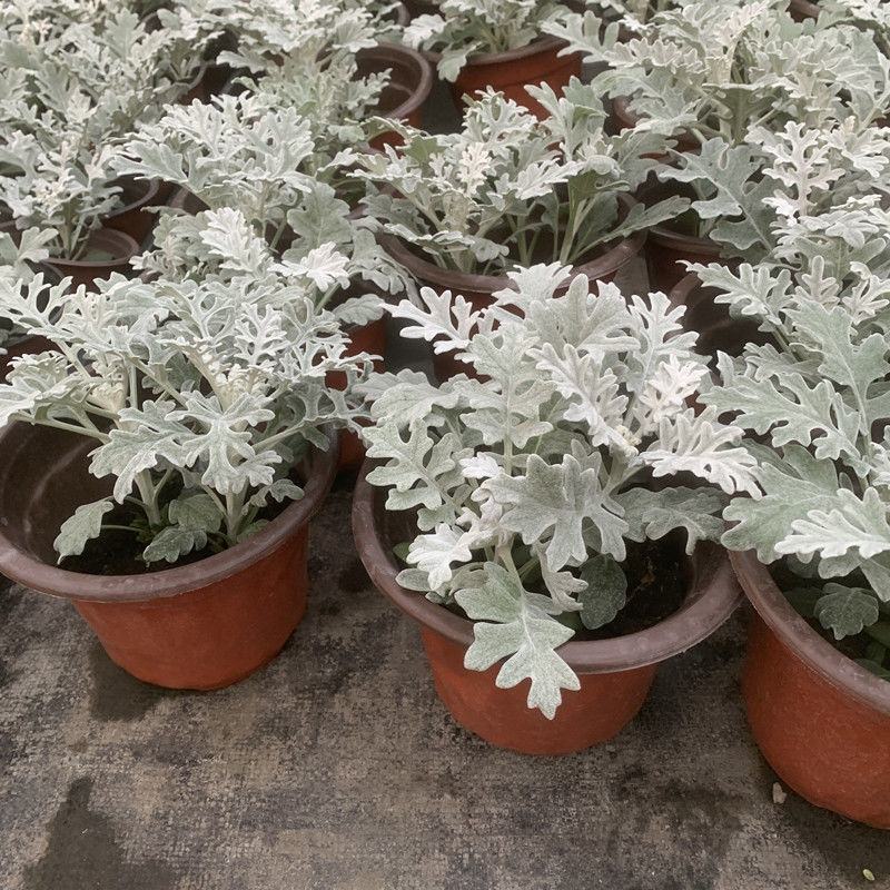 银叶菊盆栽雪叶苗银色植物室外阳台庭院耐寒地栽坛美化多年生
