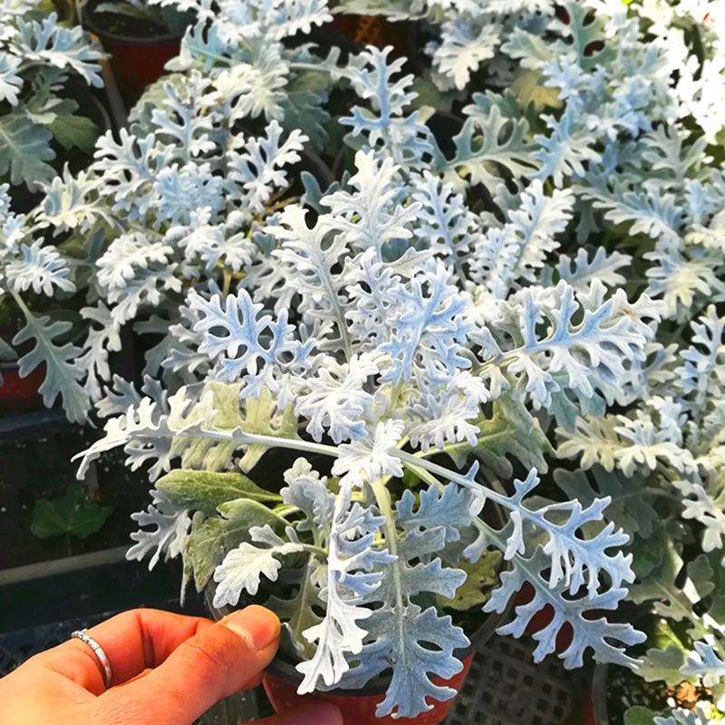 银叶菊盆栽雪叶苗银色植物室外阳台庭院耐寒地栽坛美化多年生