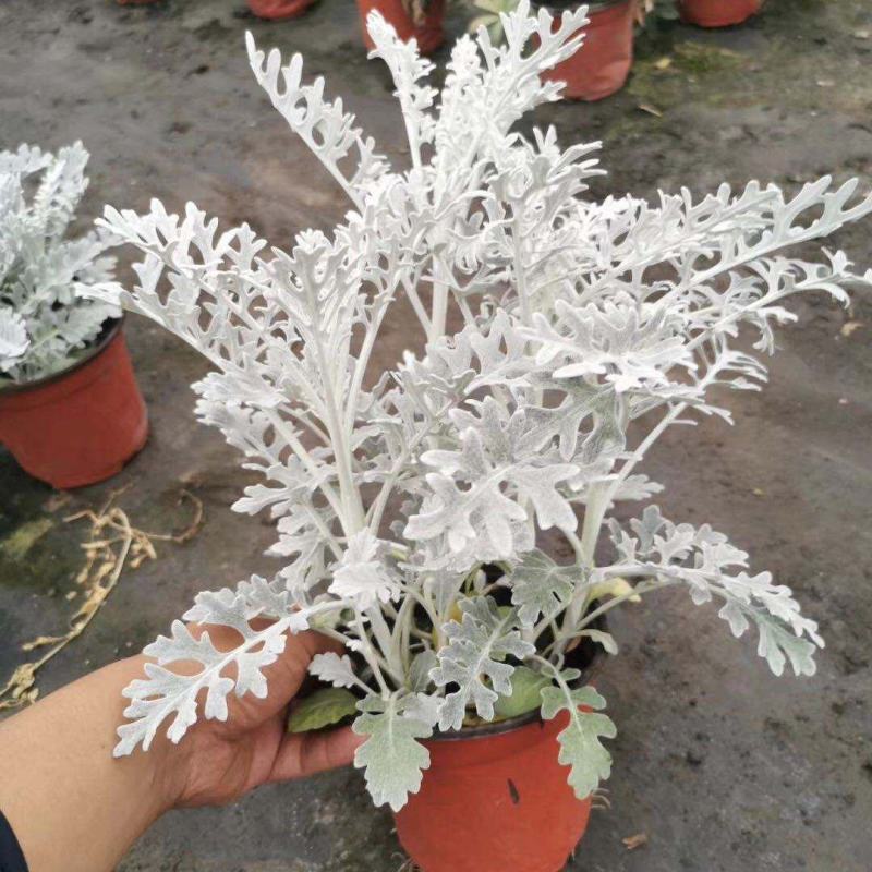 银叶菊盆栽雪叶苗银色植物室外阳台庭院耐寒地栽坛美化多年生