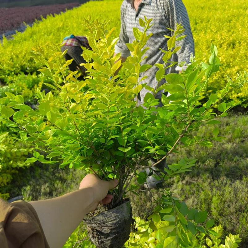 重庆巴南区金冠女贞毛窝子大量现货批发价格美丽