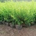 重庆巴南区金冠女贞毛窝子大量现货批发价格美丽