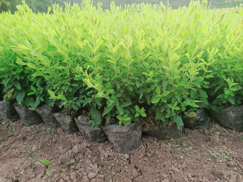 重庆巴南区金冠女贞毛窝子大量现货批发价格美丽
