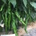 辣椒量大从优商超直供欢迎咨询品质优良