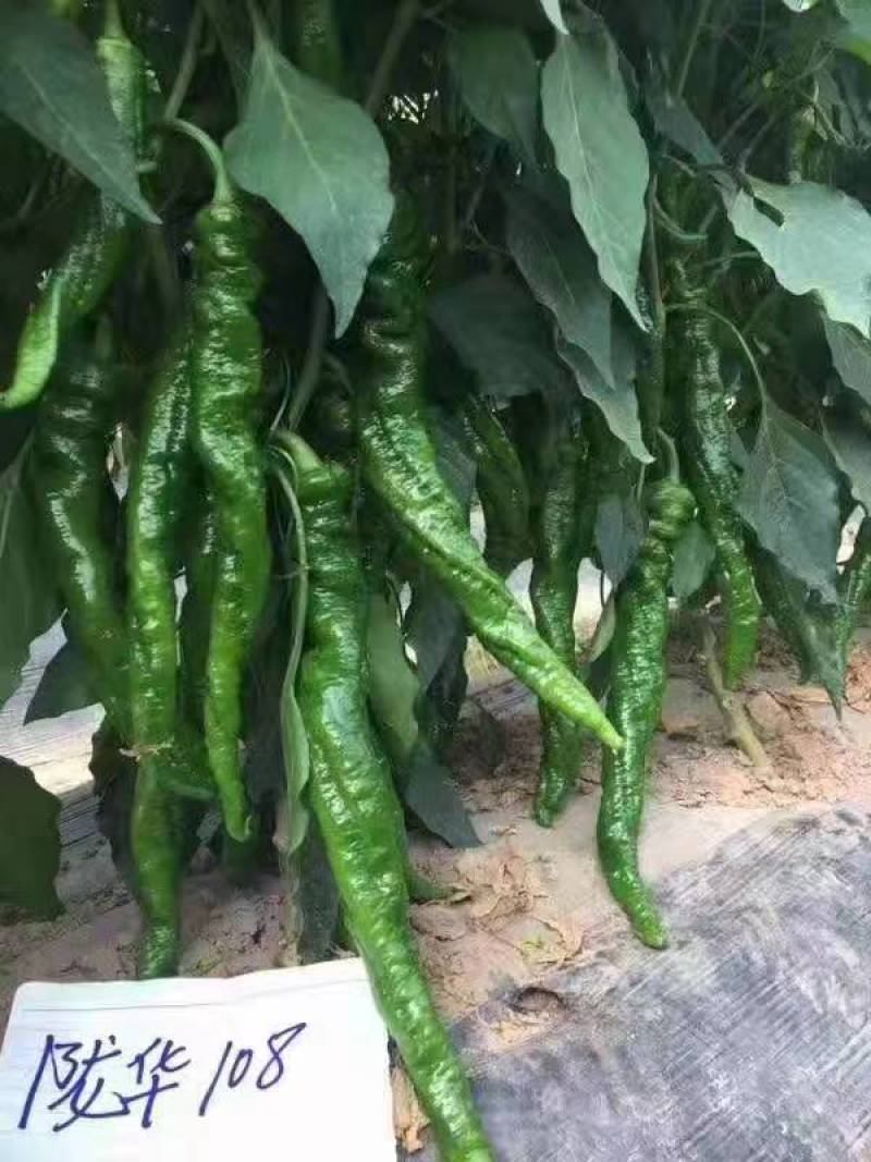 辣椒量大从优商超直供欢迎咨询品质优良